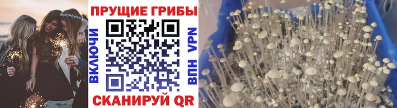 Галлюциногенные грибы Cubensis Дно